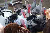 Heritage Turkey Flock